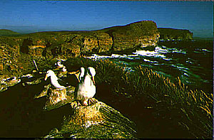 Albatrosser på reie (Vest-Falkland)